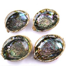 Abalone roh Ø ca. 140 mm Seeohr Perlmutt Haliotis Räucherschale Schale