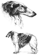 BARSOI    * A4  Kunstdruck * PRINT   Windhund   BORZOI   Levrier  # 2