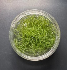 Brackish Chaetomorpha - Live