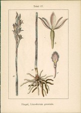 Lithographie : Dingel