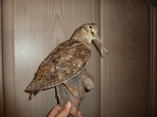Tierpräparat waldschnepfe - tierpräparat,
