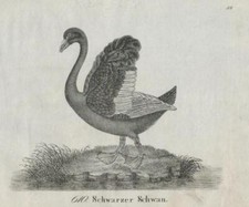 Schwarzer Schwan