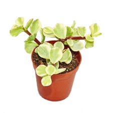Portulacaria afra var. -