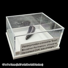 Diplocynodon Krokodil Zahn