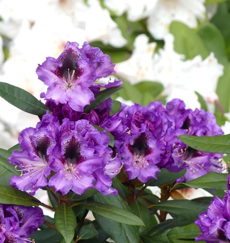 Rhododendron hybride blaue - , "