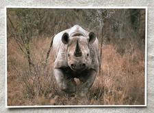 1 AK XXL Afrikanisches