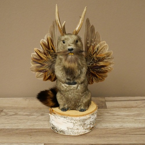 Wolpertinger murmel präparat - murmel,
