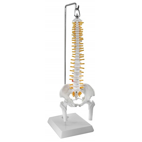 Mini wirbelsäule anatomie - mini,