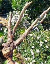 schön geformtes     Treibholz