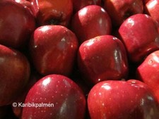 Apfelbaum 'Red Delicious' -