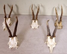 5 Rehgeweihe  zum Basteln und