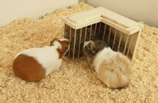 Heuraufe Meerschweinchen