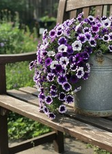 8000224 dwarf hängepetunia - dwarf,