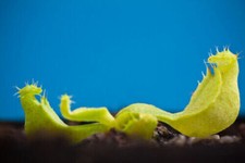 NEPENTHES MINI MAXIMA –