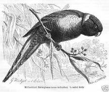 ALLFARBLORI richoglossus haematodus LORI  Holzstich von 1891 Papagei