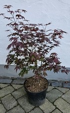 Acer palmatum 'Atropurpureum'