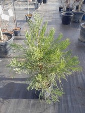 Sequoiadendron giganteum