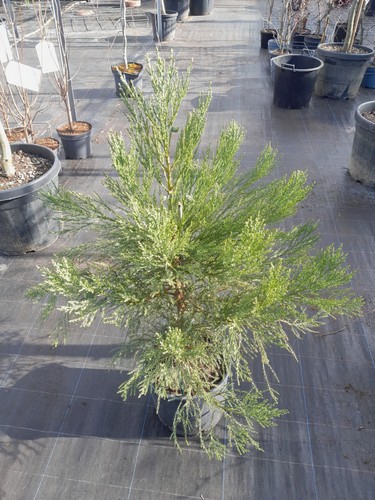 Sequoiadendron giganteum