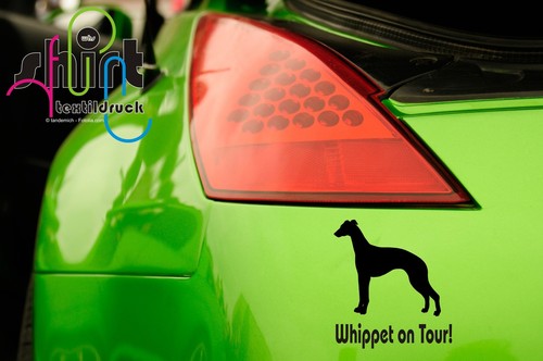 562 whippet on tour hund - a,