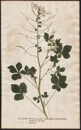 Cleome gynandra shona - cleome,