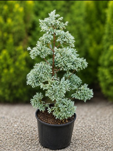 Bonsai boulevard baby - baby, blue
