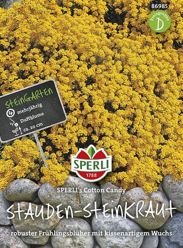 Steinkraut stauden cotton - steinkraut,, stauden,