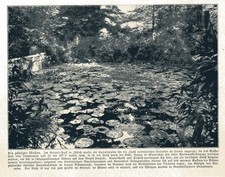 Geheitzter Weiher Seerosenteich im Belvoir-Park Zürich mit Text von 1910
