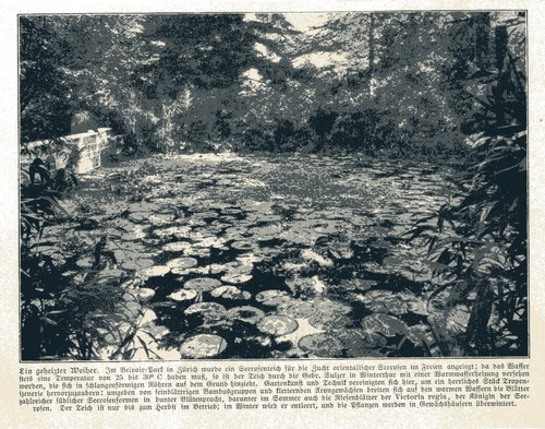 Geheitzter weiher - geheitzter,