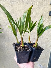 4 x Hanfpalme (Trachycarpus