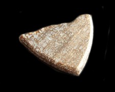 20ct Versteinerter Dinosaurierknochen Scheibe USA