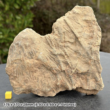 Mahoumacrinus fossiles Crinoid