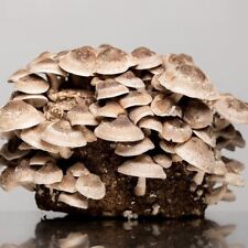 Shiitake Pilzzuchtset XXL Lentinula edodes Gourmet Pilze