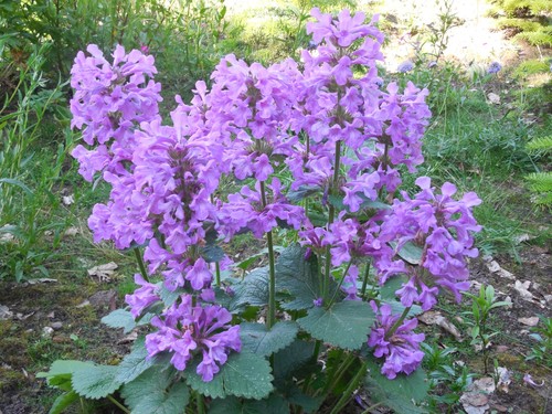 Pflanze blume staude stachy - pflanze/blume/staude,