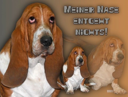 Basset hound hundeschild - hound,