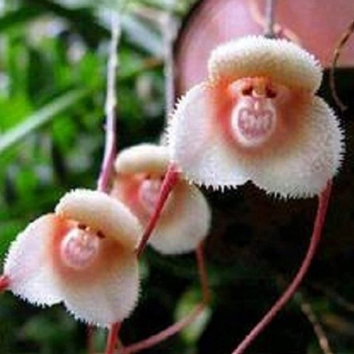 Samen orchidee form - orchidee,