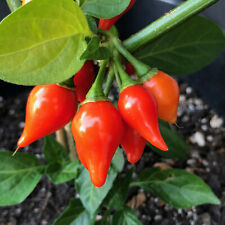 Gänseschnabel Chili rote Chili Petit Becs milde Chilli mit fruchtigem Aroma