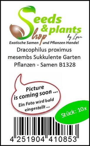 10x dracophilus proximus - 10x,
