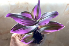 3 x Tradescantia albiflora