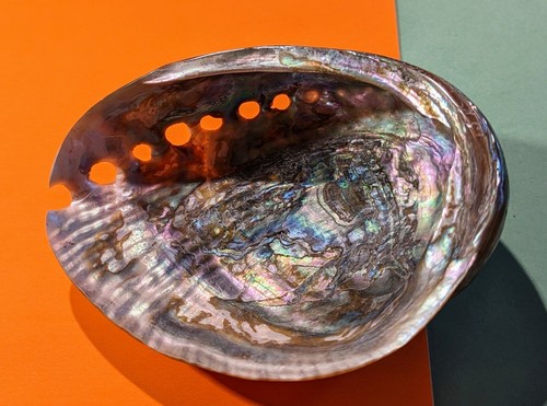 Muschel abalone - abalone, (paua)