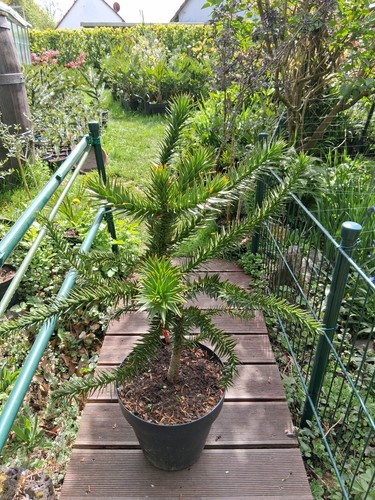 Araucaria araucana - araucaria,