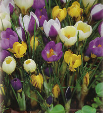 100 oder 200 Botanische gemischte Krokusse Krokus Blumenzwiebeln Lieferbar 9.9.