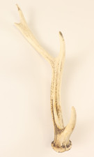 Abwurfstangen Geweihstangen