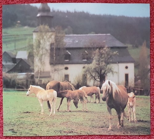 Pferdebild poster - 1, pferdebild,