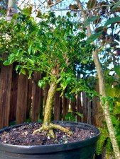 Bonsai Mount Serissa White