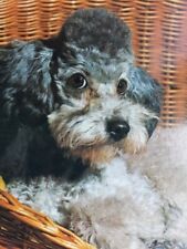 AK, Ansichtskarte, Zwergpudel