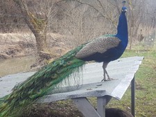 Verkaufe Pfaueneier (blaue