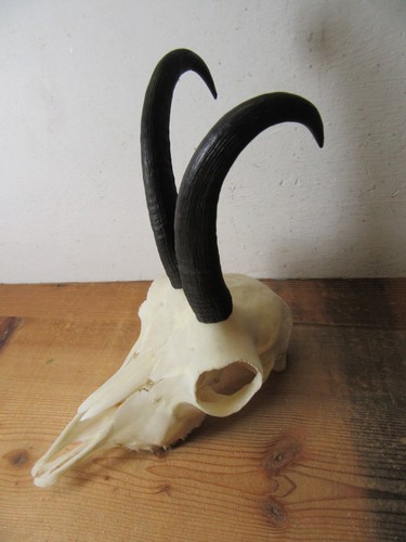 Schöne gams gamsgeiss - schöne, gämse