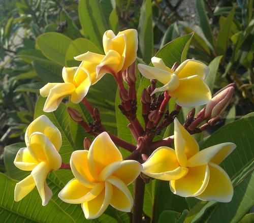 Frangipani plumeria - frangipani,