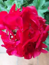 5Geranienstecklinge robuste wunderschöneSorte.gr.dunkelrote Blüten halbstehend 