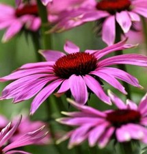 Sonnenhut Little Magnus -